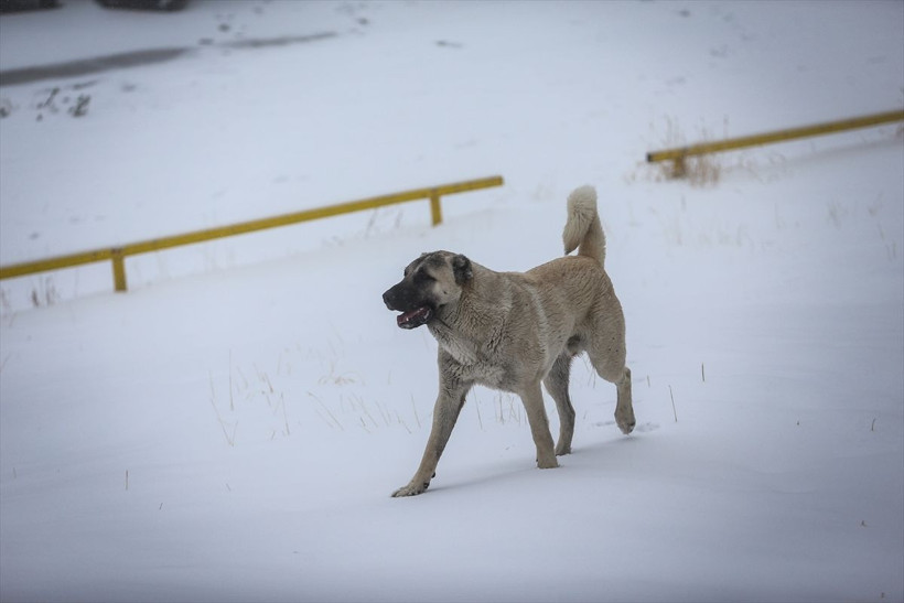 Kış ayının ilk gününde Uludağ ve Kars beyaza büründü! İşte görsel şölen - Resim: 1