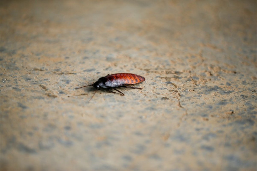 Antalyalı girişimci hamam böceğinden ayda 3 bin lira kazanıyor - Resim: 1