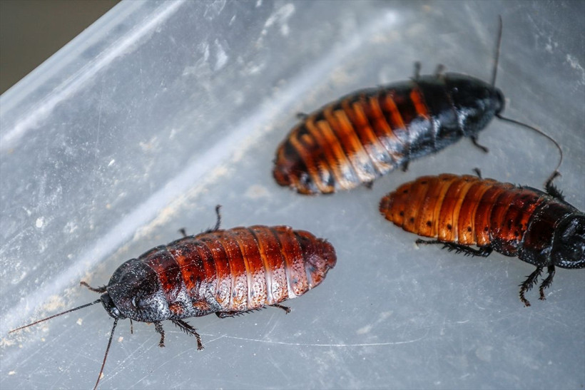 Antalyalı girişimci hamam böceğinden ayda 3 bin lira kazanıyor - Resim: 3