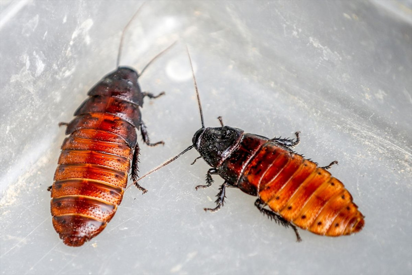 Antalyalı girişimci hamam böceğinden ayda 3 bin lira kazanıyor - Resim: 4