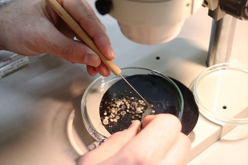 Çanakkale Gökçeada'nın tatlı sularında 4 yeni sucul salyangoz türü keşfedildi - Resim: 4