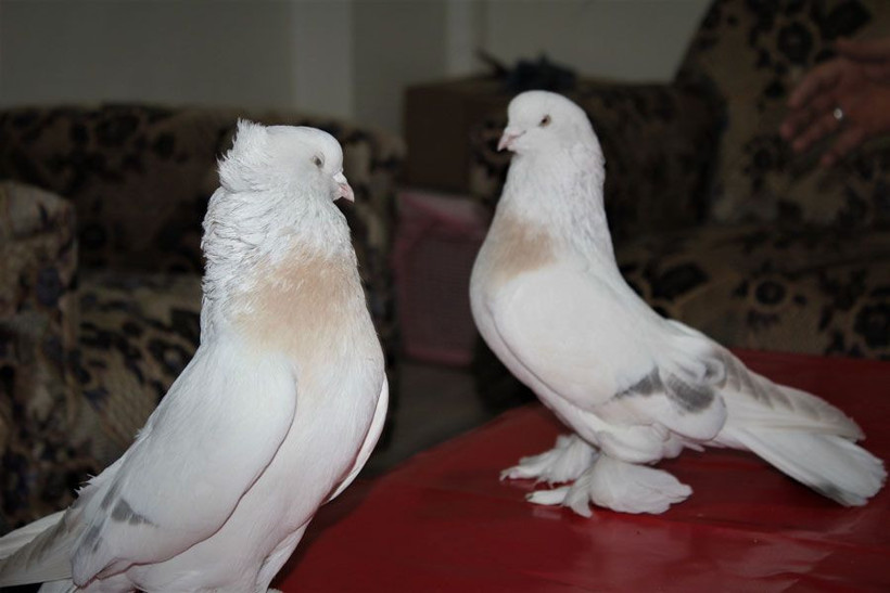 Elazığ'daki bu güvercine Araplar 360 bin lira teklif etti - Resim: 1