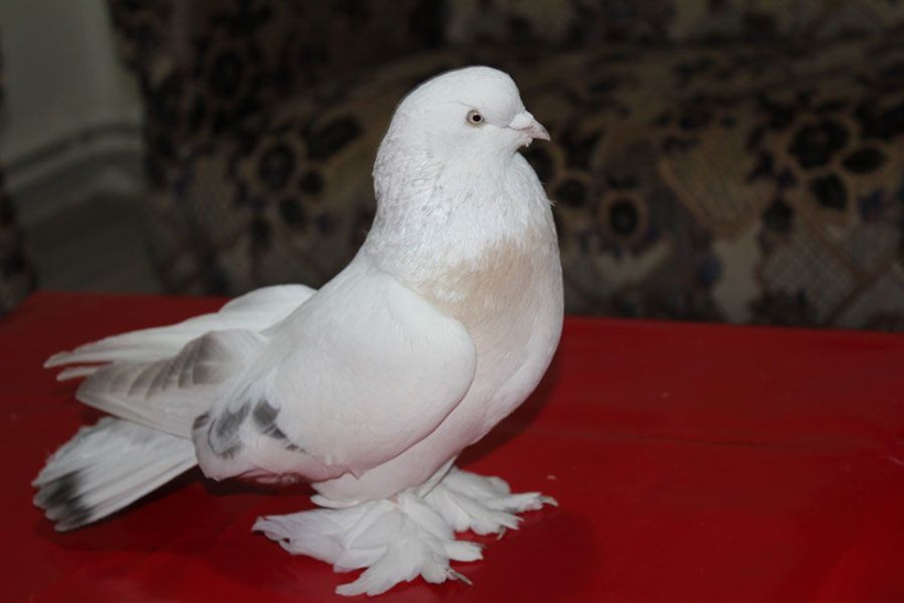 Elazığ'daki bu güvercine Araplar 360 bin lira teklif etti - Resim: 2