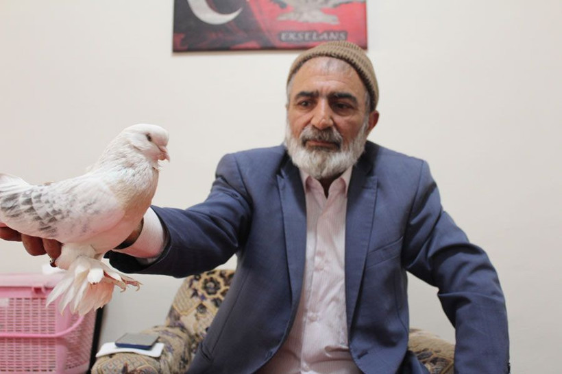 Elazığ'daki bu güvercine Araplar 360 bin lira teklif etti - Resim: 4