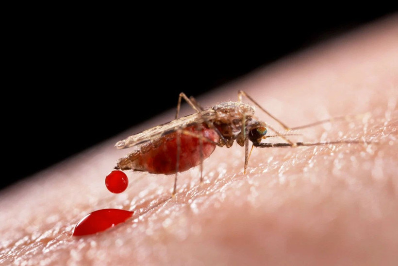 Koronavirüs sineklerden bulaşır mı? Sıcaklar başladı sinek korkusu ortaya çıktı - Resim: 1