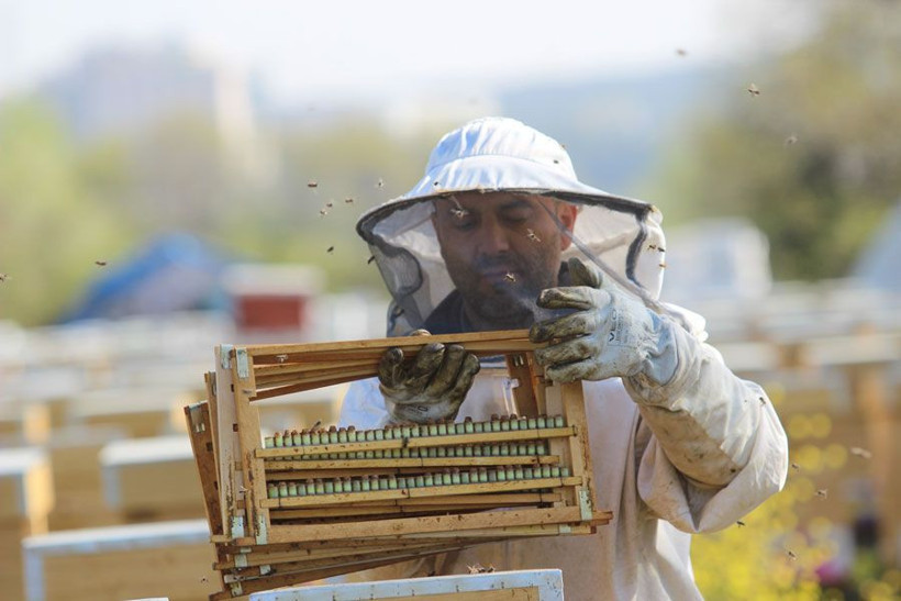 Kilosu 7 bin lira olan sütün sağımına başlandı koronavirüs nedeniyle büyük talep var - Resim: 3