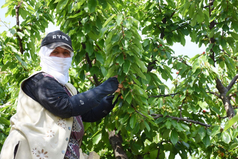 İzmir'de kiraz hasadı başladı ürün bol çiftçiler emeğinin karşılığını alıyor - Resim: 3