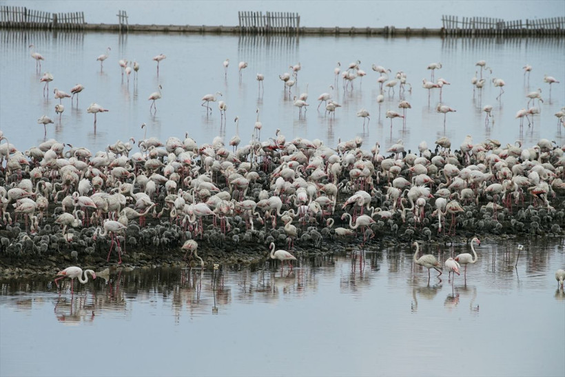 İzmir'de görenleri hayran bırakan manzara! Kuş Cenneti yavru flamingolarla şenlendi - Resim: 1