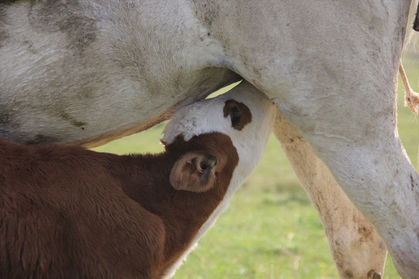 Sivas'ta annesi olmayan danayı at emziriyor merhametin böylesi - Resim: 1