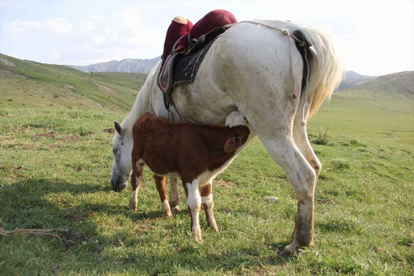 Sivas'ta annesi olmayan danayı at emziriyor merhametin böylesi - Resim: 4