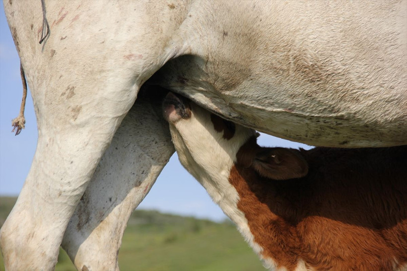 Sivas'ta annesi olmayan danayı at emziriyor merhametin böylesi - Resim: 2