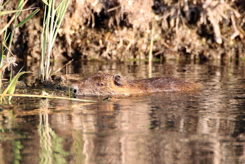 Ağrı dağı eteklerinde görüldü esrarengiz istilacı tür olarak biliniyor - Resim: 1