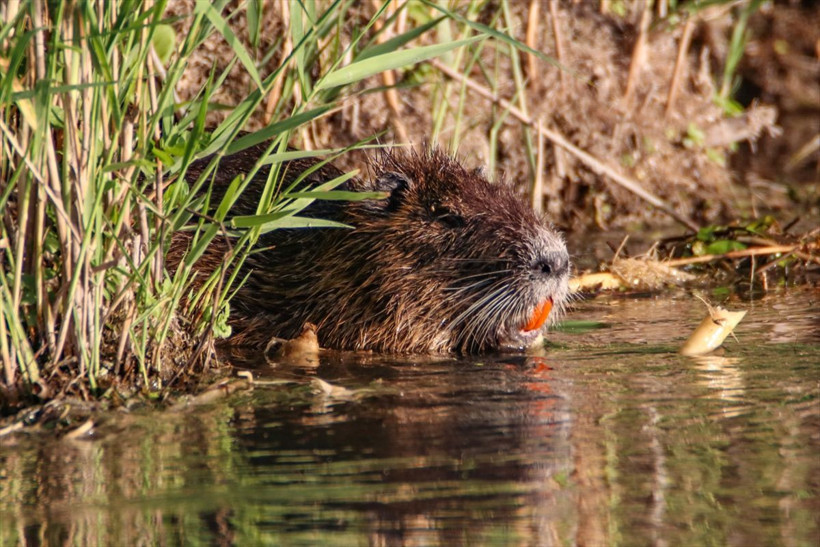 Ağrı dağı eteklerinde görüldü esrarengiz istilacı tür olarak biliniyor - Resim: 2