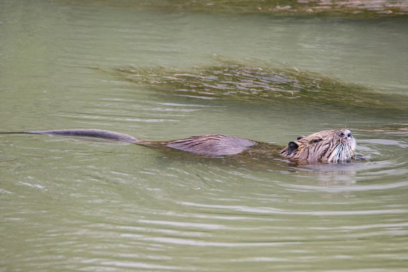 Ağrı dağı eteklerinde görüldü esrarengiz istilacı tür olarak biliniyor - Resim: 3