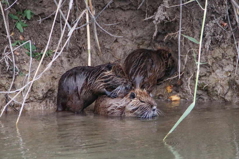 Ağrı dağı eteklerinde görüldü esrarengiz istilacı tür olarak biliniyor - Resim: 4