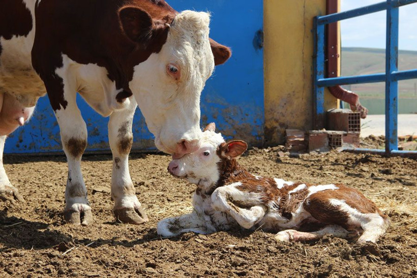 Köyüne kurduğu çiftlikte kazandığı para dudak uçuklatıyor - Resim: 4