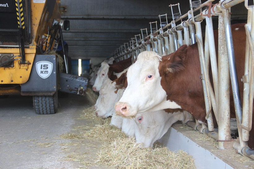 Köyüne kurduğu çiftlikte kazandığı para dudak uçuklatıyor - Resim: 3