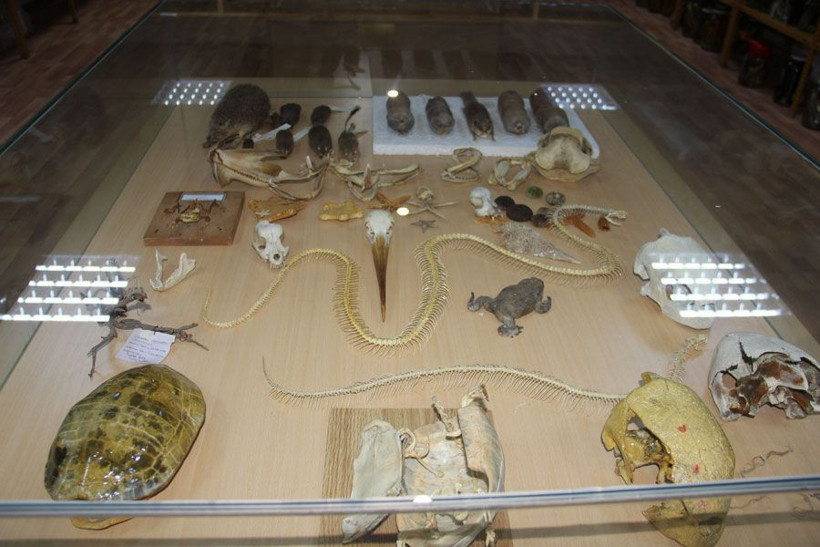 Yılanların turşusunu kuran profesör görenleri şaşırtıyor - Resim: 1