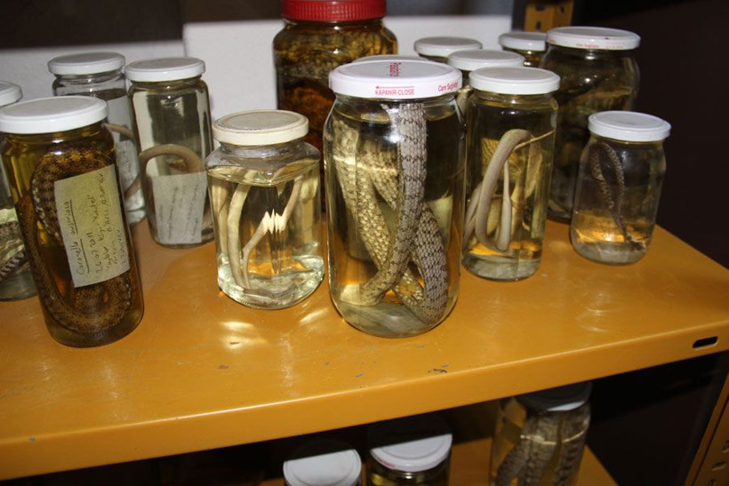 Yılanların turşusunu kuran profesör görenleri şaşırtıyor - Resim: 2