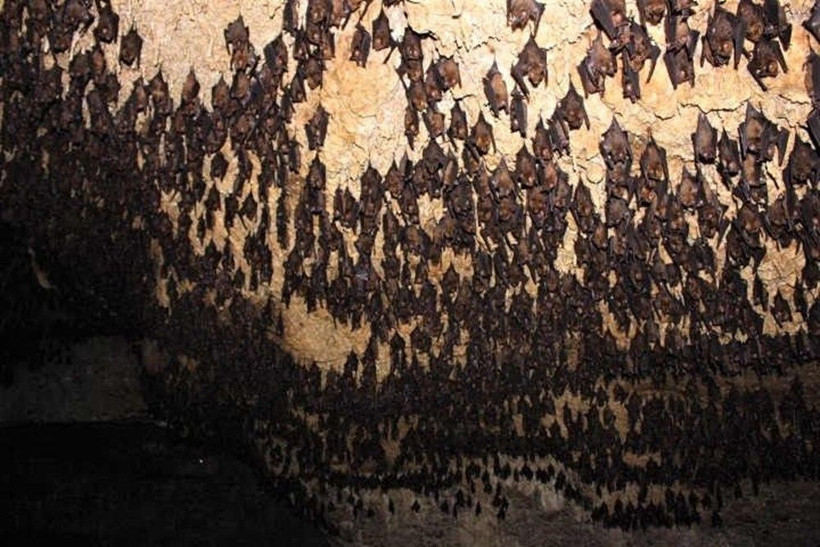 Koronavirüs yedi yıl önce Çin’deki bir madende mi ortaya çıktı? - Resim: 3