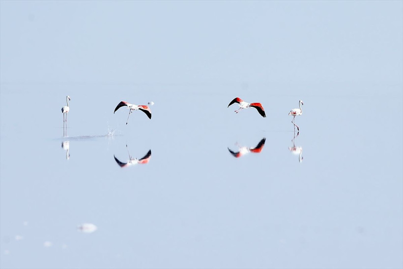 Flamingoların yaşam cenneti Tuz Gölü - Resim: 2
