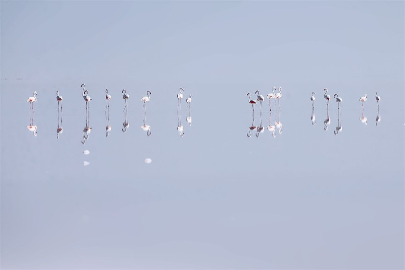 Flamingoların yaşam cenneti Tuz Gölü - Resim: 4