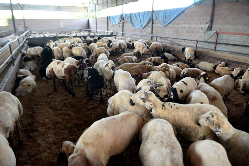 Kurban Bayramı öncesi flaş 'koyu renkli kurbanlık' uyarısı - Resim: 1