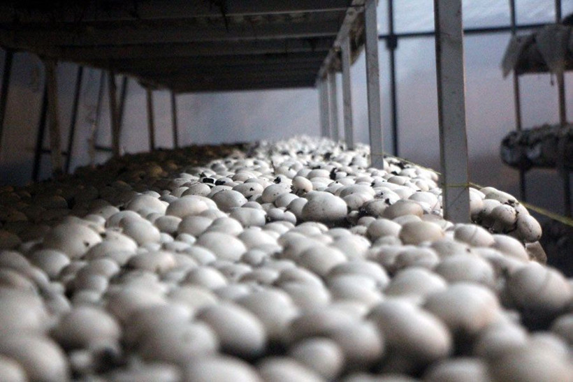 Bolu'da 70 bin TL yatırımla üretti 45 günde bir 20 bin TL kazanıyor - Resim: 3