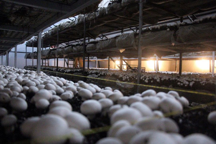 Bolu'da 70 bin TL yatırımla üretti 45 günde bir 20 bin TL kazanıyor - Resim: 4