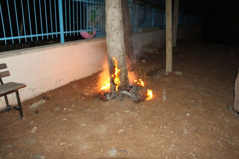 Kuşadası'nda ağaçları yakıp, çöpleri denize dökmüştü! Akıl hastanesine gönderdi - Resim: 1