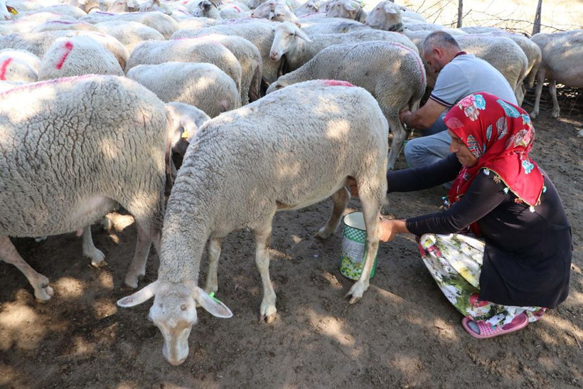 Çanakkale Bayramiç'te her gün elleriyle sağıyorlar ayda 15 bin TL para kazanıyorlar - Resim: 2