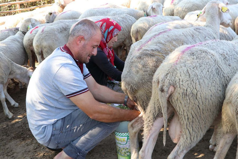 Çanakkale Bayramiç'te her gün elleriyle sağıyorlar ayda 15 bin TL para kazanıyorlar - Resim: 3