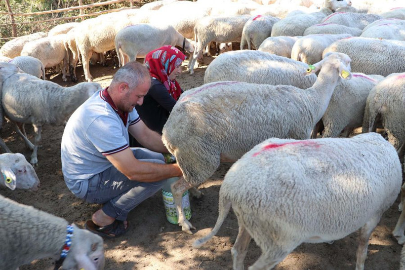 Çanakkale Bayramiç'te her gün elleriyle sağıyorlar ayda 15 bin TL para kazanıyorlar - Resim: 4