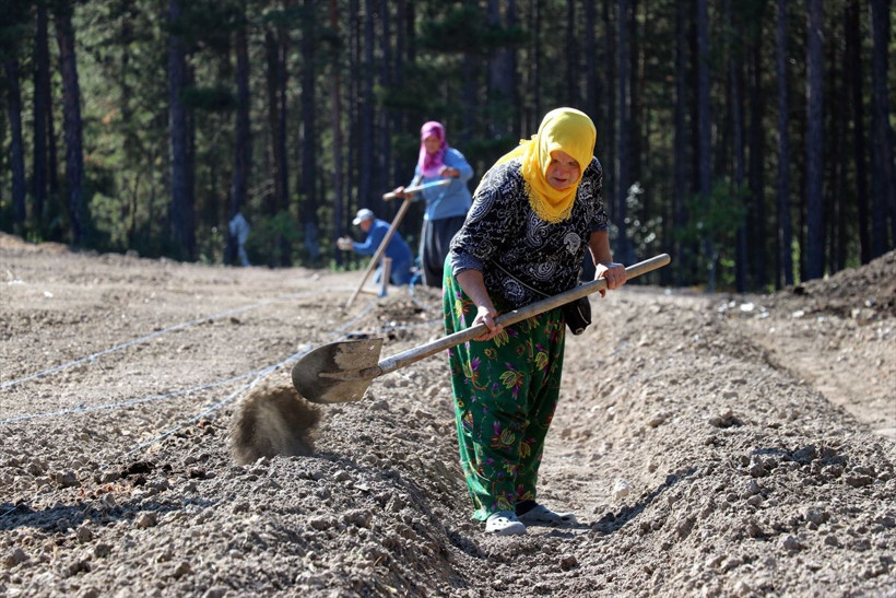 Kilosu 30 bin liradan satılıyor Karabük'te mucize bitkiyi ekiyorlar - Resim: 4