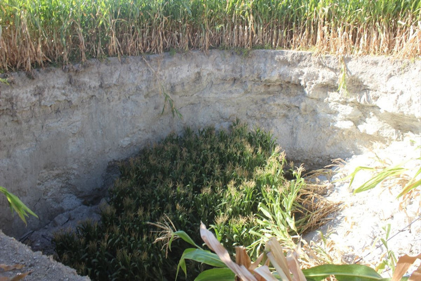 Konya'da tarlada çalışırken bir anda gördü çok büyük ve korkutucuydu - Resim: 2