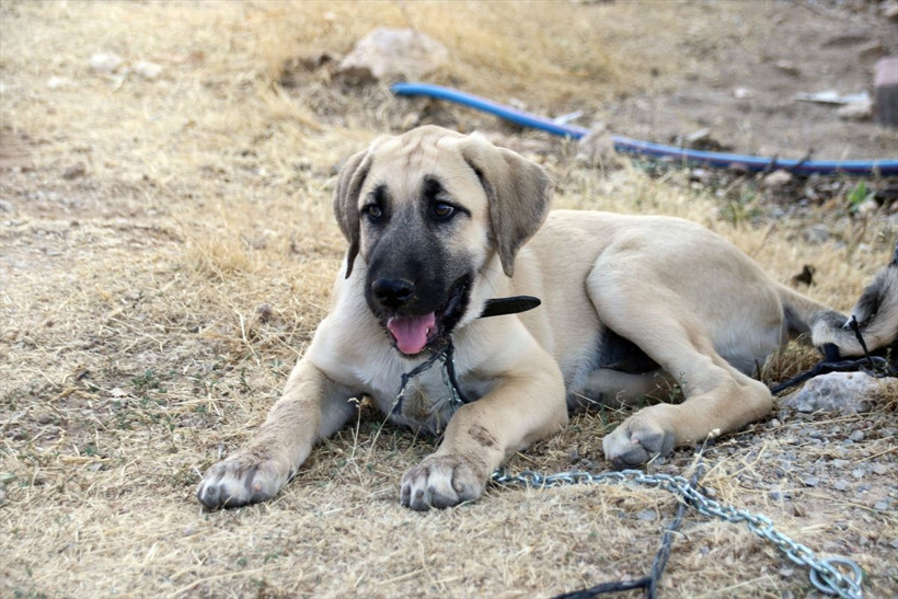 Uşak'ta yaşayan genç CİMER'den istedi! Devlet ayağına kadar getirdi - Resim: 2