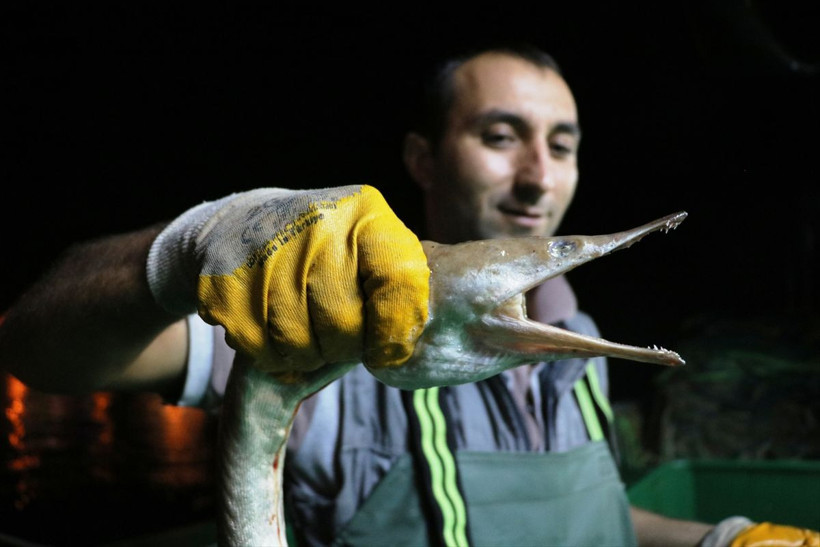 Çanakkale'de balıkçılar türüne ender rastlanan 'dikenli yılan balığı' yakaladı - Resim: 1