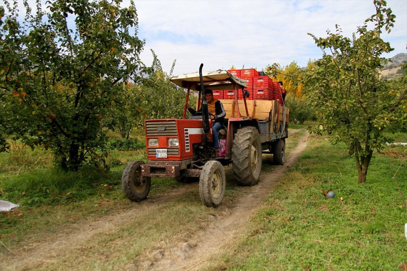 Kahramanmaraş'ta yetişiyor daha dalındayken satılıyor! Ülkeler sıraya girdi - Resim: 3