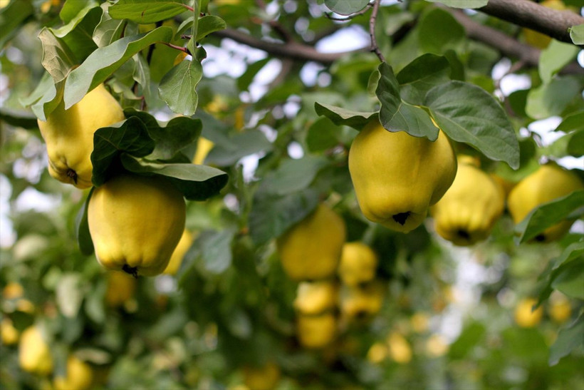 Kahramanmaraş'ta yetişiyor daha dalındayken satılıyor! Ülkeler sıraya girdi - Resim: 4