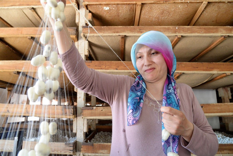 Bilecik'te 1 kutusundan asgari ücret kadar para kazanıyorlar! 3 kuşaktır bu işi yapıyorlar - Resim: 1