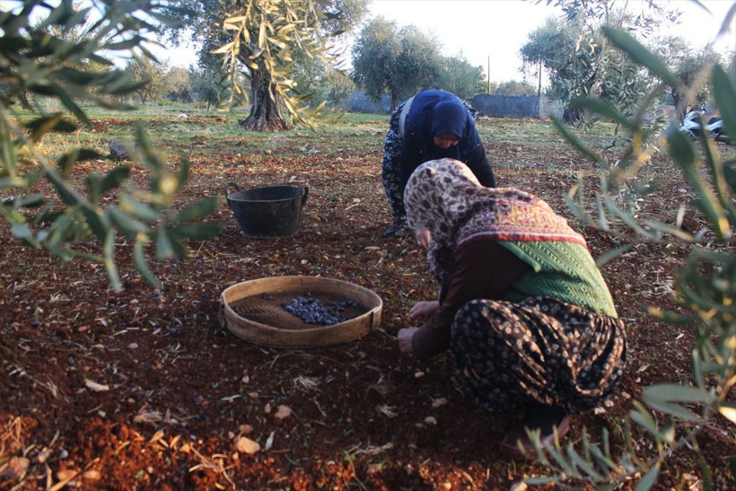 Sokağa çıkma yasağından muaf tutuldu! Tarlalarda hasat devam ediyor - Resim: 1
