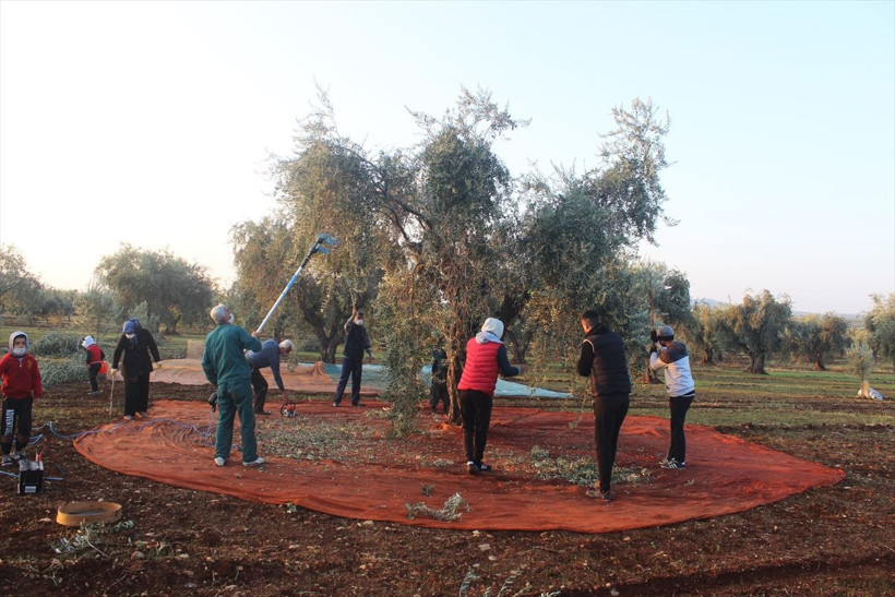 Sokağa çıkma yasağından muaf tutuldu! Tarlalarda hasat devam ediyor - Resim: 2