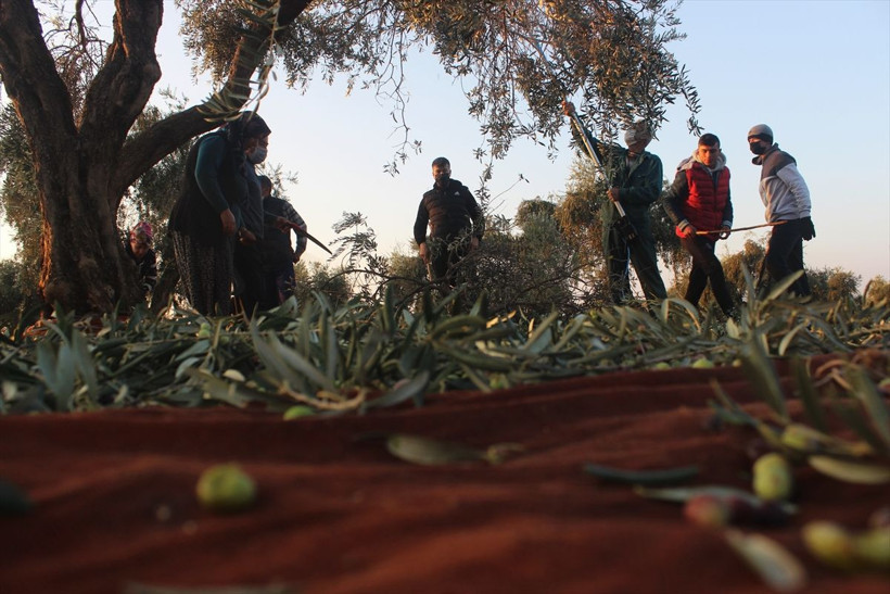 Sokağa çıkma yasağından muaf tutuldu! Tarlalarda hasat devam ediyor - Resim: 3