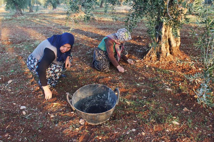 Sokağa çıkma yasağından muaf tutuldu! Tarlalarda hasat devam ediyor - Resim: 4