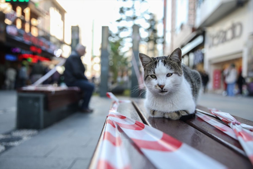 Vakaların yükseldiği Antalya'da Kovid-19 tedbirleri artırıldı! Kovid-19 yoğun bakım yatağı 30'a çıkarıldı - Resim: 3