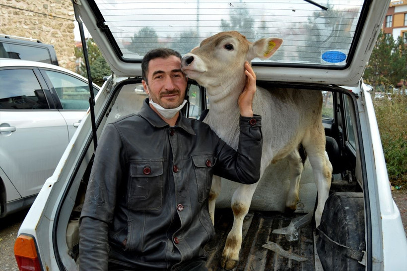 Sivas'ta 18 yıl sonra ikinci dana Ferhat vakasıı - Resim: 2