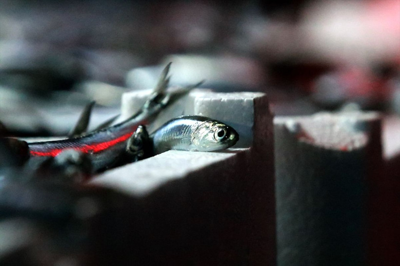 Karadenizden hamsi fışkırdı! Hamsinin kilosu 8 liraya kadar düştü - Resim: 2