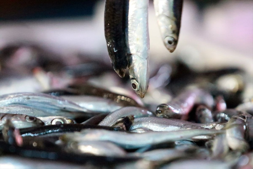 Karadenizden hamsi fışkırdı! Hamsinin kilosu 8 liraya kadar düştü - Resim: 3