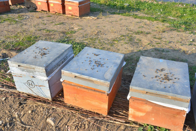 Adana'da ürküten görüntü: 3 bin kovanda on binlerce arı öldü - Resim: 2