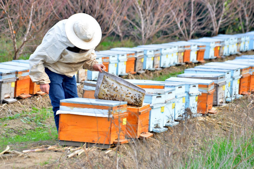 Adana'da ürküten görüntü: 3 bin kovanda on binlerce arı öldü - Resim: 1